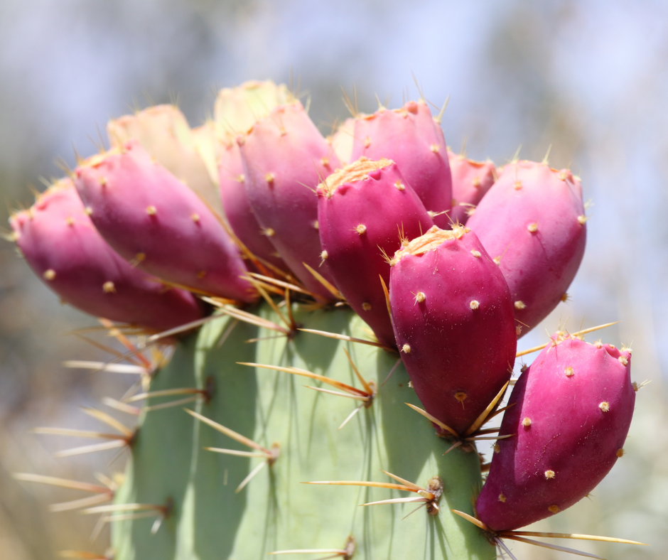 Prickly Pear vs Dragon Fruit: Comparing Two Exotic Fruits' Flavors